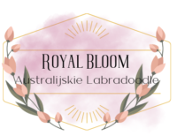 Royal Bloom Australijskie Labradoodle